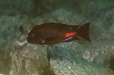 Tropheus sp. 'red' Katete